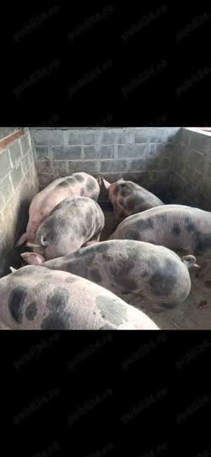 Vand porci de craciun  - imagine 3