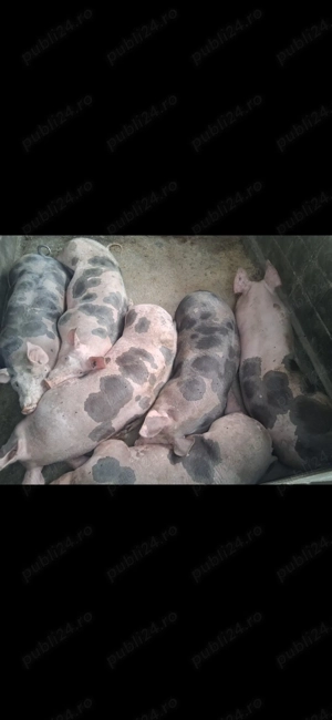 Vand porci de craciun  - imagine 4