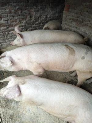 Vând porci - imagine 3