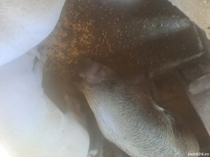 Vand porc crescut bio. - imagine 2