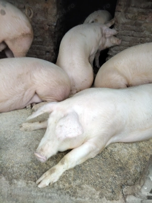 Vând porci - imagine 4