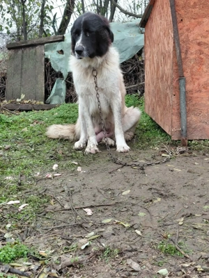 Vand femela ciobanesc bucovina cu pedigree