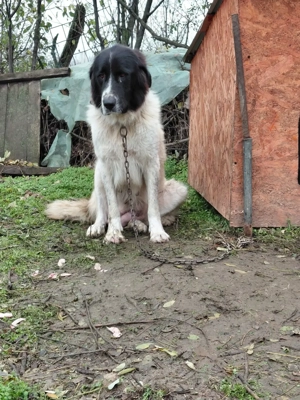 Vand femela ciobanesc bucovina cu pedigree - imagine 2