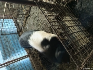 porc bazna original pentru masa de crăciun  - imagine 2