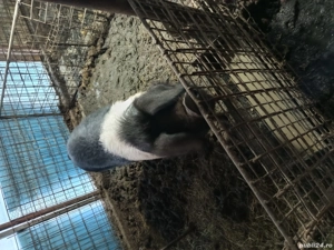 porc bazna original pentru masa de crăciun  - imagine 3