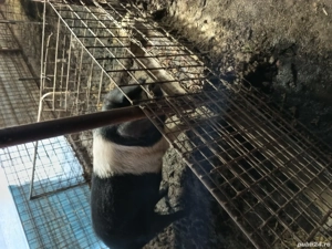 porc bazna original pentru masa de crăciun  - imagine 4