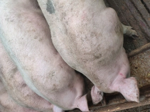 De vânzare porci greutatea antre 120.130 kg - imagine 2