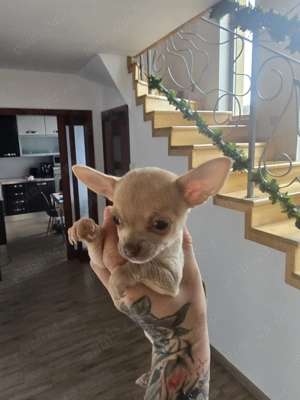 Vând pui de chihuahau!