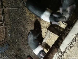 purcei bazna pentru reproducere rasa originala dețin ambi părinții  - imagine 2