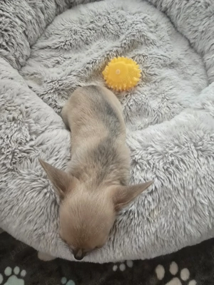 Vând pui de chihuahau!