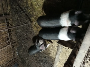 purcei bazna pentru reproducere rasa originala dețin ambi părinții  - imagine 3