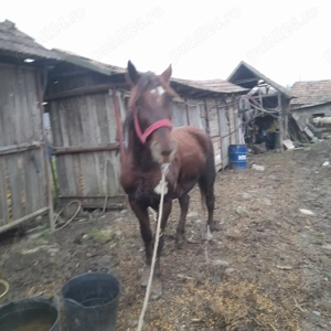 Iapa de vânzare sau schimb cu vaca - imagine 2