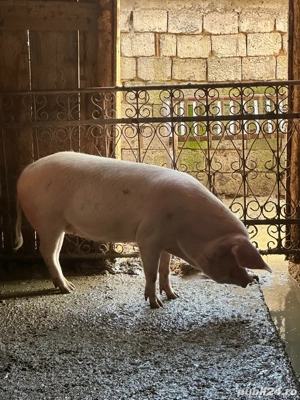 vând porci crescuți natural 