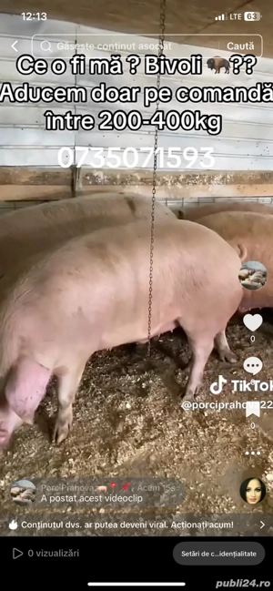 porci de carne - imagine 2