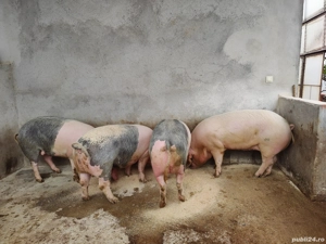 Porci grasi de vanzare