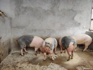 Porci grasi de vanzare - imagine 3