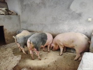 Porci grasi de vanzare - imagine 2
