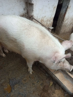 Porci de vânzare, vând porci cu greutate intre 100 și 250 kg. Pret 1 ron. - imagine 5