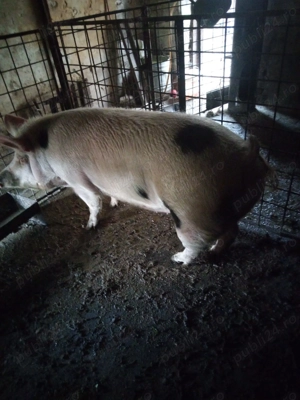 Vând porci pt sacrificat  - imagine 2