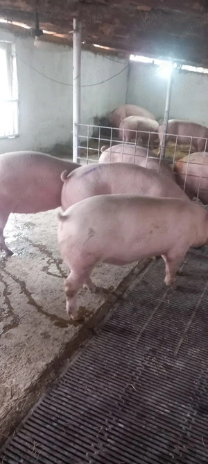 Porci de carne 100kg la 160kg - imagine 2