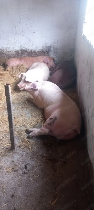 Porci de carne 100kg la 160kg - imagine 3