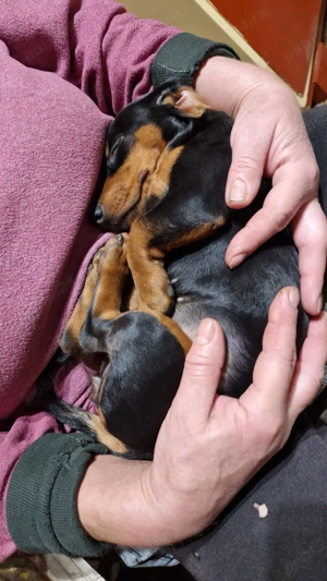 Vând cățelușă Teckel original - imagine 2