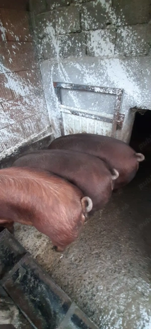 Vând porci rasa Duroc - imagine 2