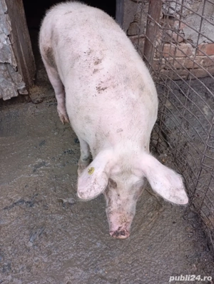 Vand 3 porci - imagine 2
