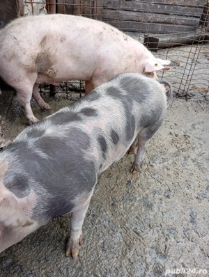 Vand 3 porci - imagine 3