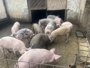 Porci ptr craciun - imagine 10