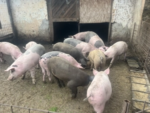 Porci ptr craciun - imagine 15