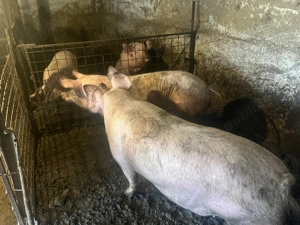 Porci ptr craciun - imagine 3