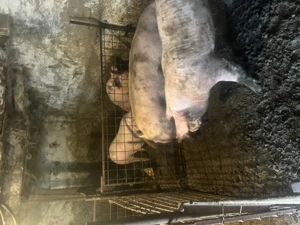 Porci ptr craciun - imagine 12