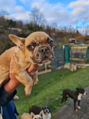 catei de vanzare - imagine 4