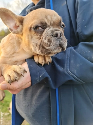 catei de vanzare - imagine 3