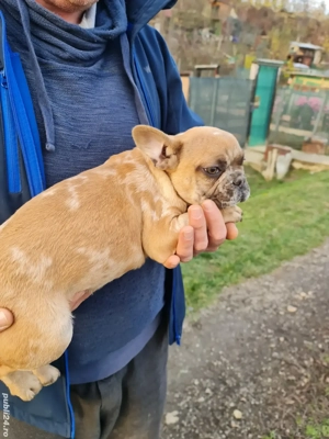 catei de vanzare - imagine 5