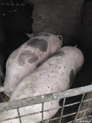 vând porc  - imagine 2