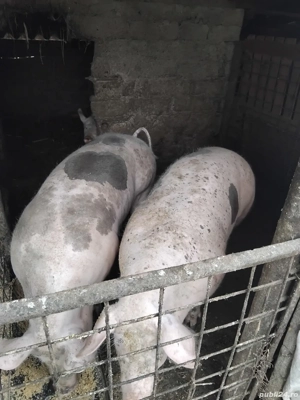 vând porc  - imagine 3