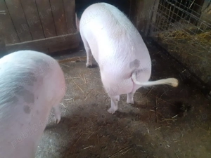 De vânzare pt Crăciun! - imagine 2