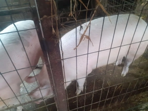 De vânzare pt Crăciun! - imagine 3