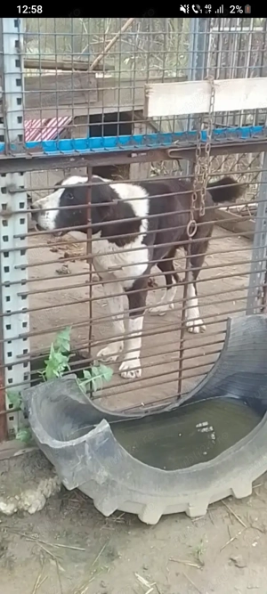 Femela asia centrala!!!