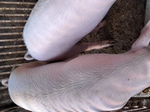 Porcii crescuți bio de vinzare  Greutate75-150kg 13ronkg - imagine 3