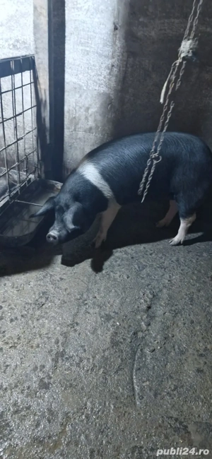 vând porci crescuți natural  - imagine 3