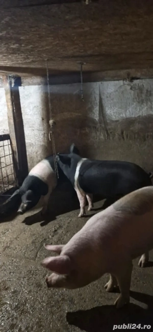 vând porci crescuți natural  - imagine 4