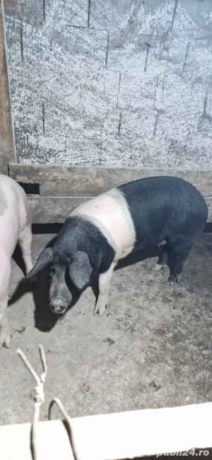 vând porci crescuți natural  - imagine 5
