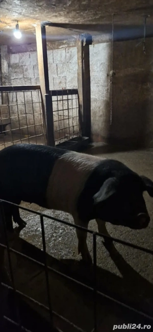 vând porci crescuți natural  - imagine 2