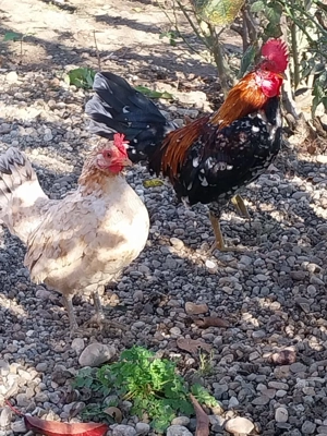 Vand gaini  - imagine 2