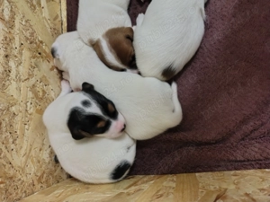 Jack Russell terrier tricolori si bicolori - imagine 2