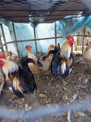 Vand gaini  - imagine 3