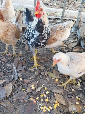 Vand gaini  - imagine 5